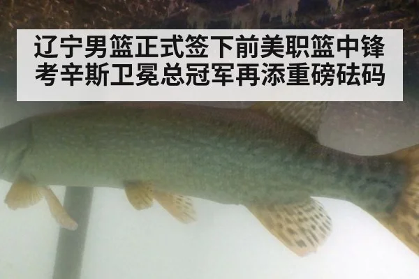 辽宁男篮正式签下前美职篮中锋考辛斯卫冕总冠军再添重磅砝码